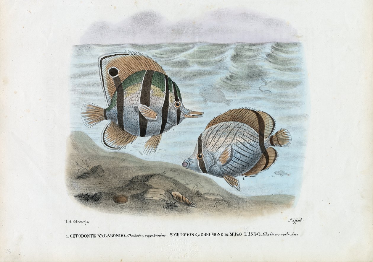 Pez mariposa, 1863-79 de Raimundo Petraroja