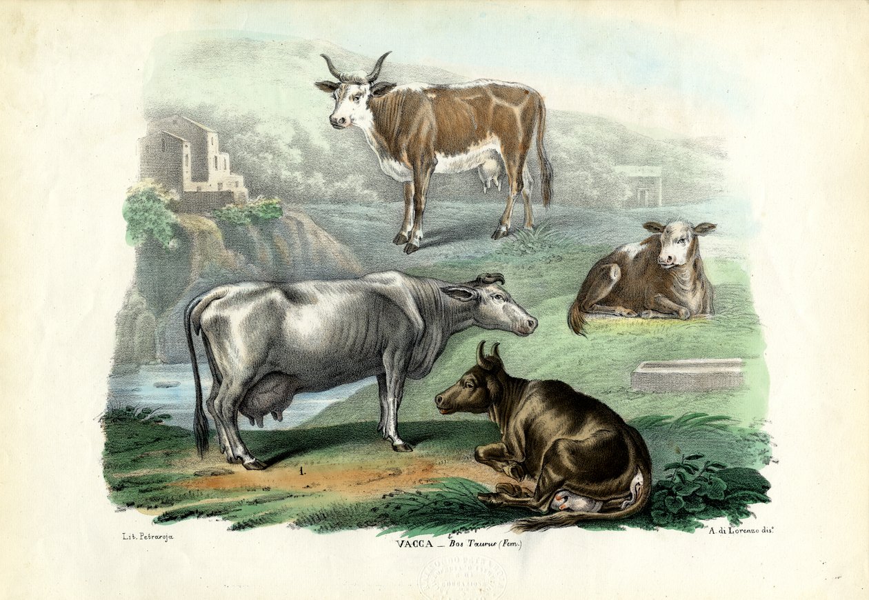 Ganado, 1863-79 de Raimundo Petraroja