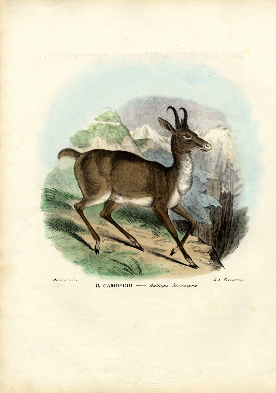 Gamuza, 1863-79 de Raimundo Petraroja