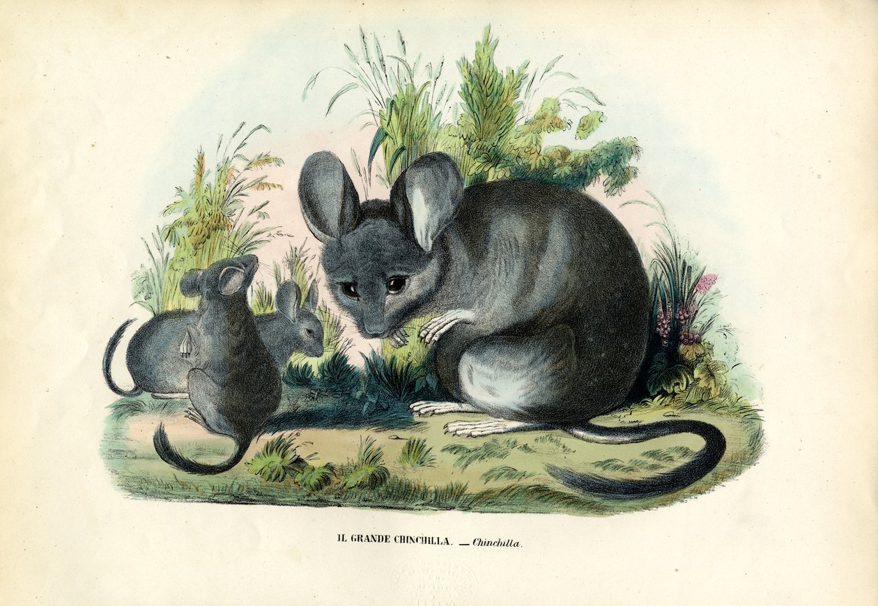 Chinchilla, 1863-79 de Raimundo Petraroja
