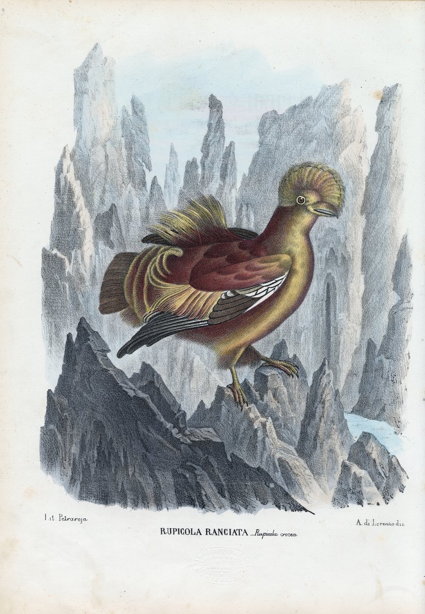 Gallo de las Rocas, 1863-79 de Raimundo Petraroja