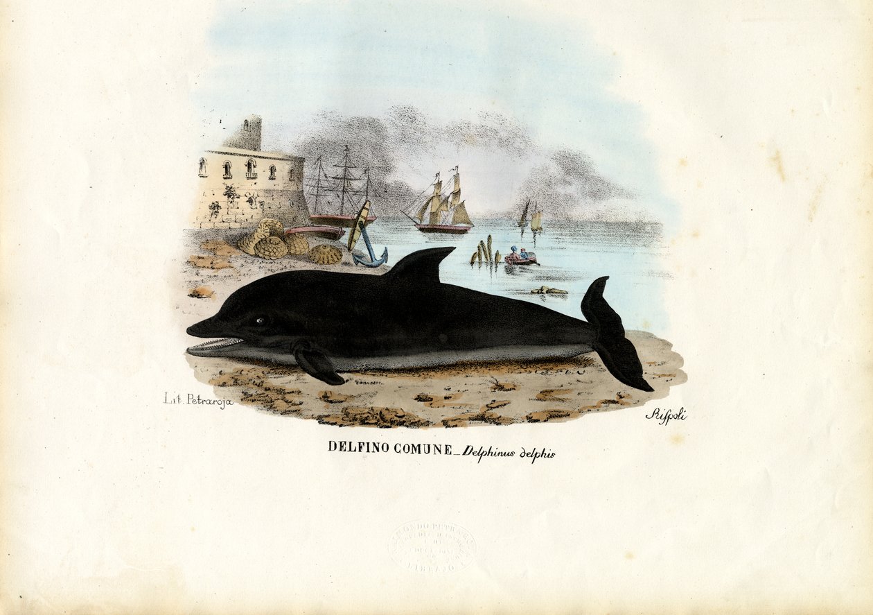 Delfín común, 1863-79 de Raimundo Petraroja