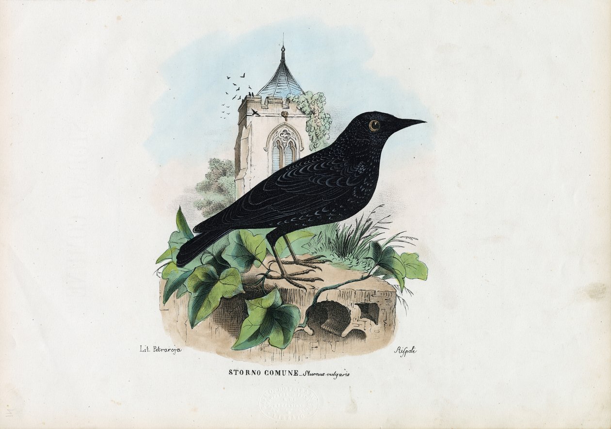 Estornino Común, 1863-79 de Raimundo Petraroja