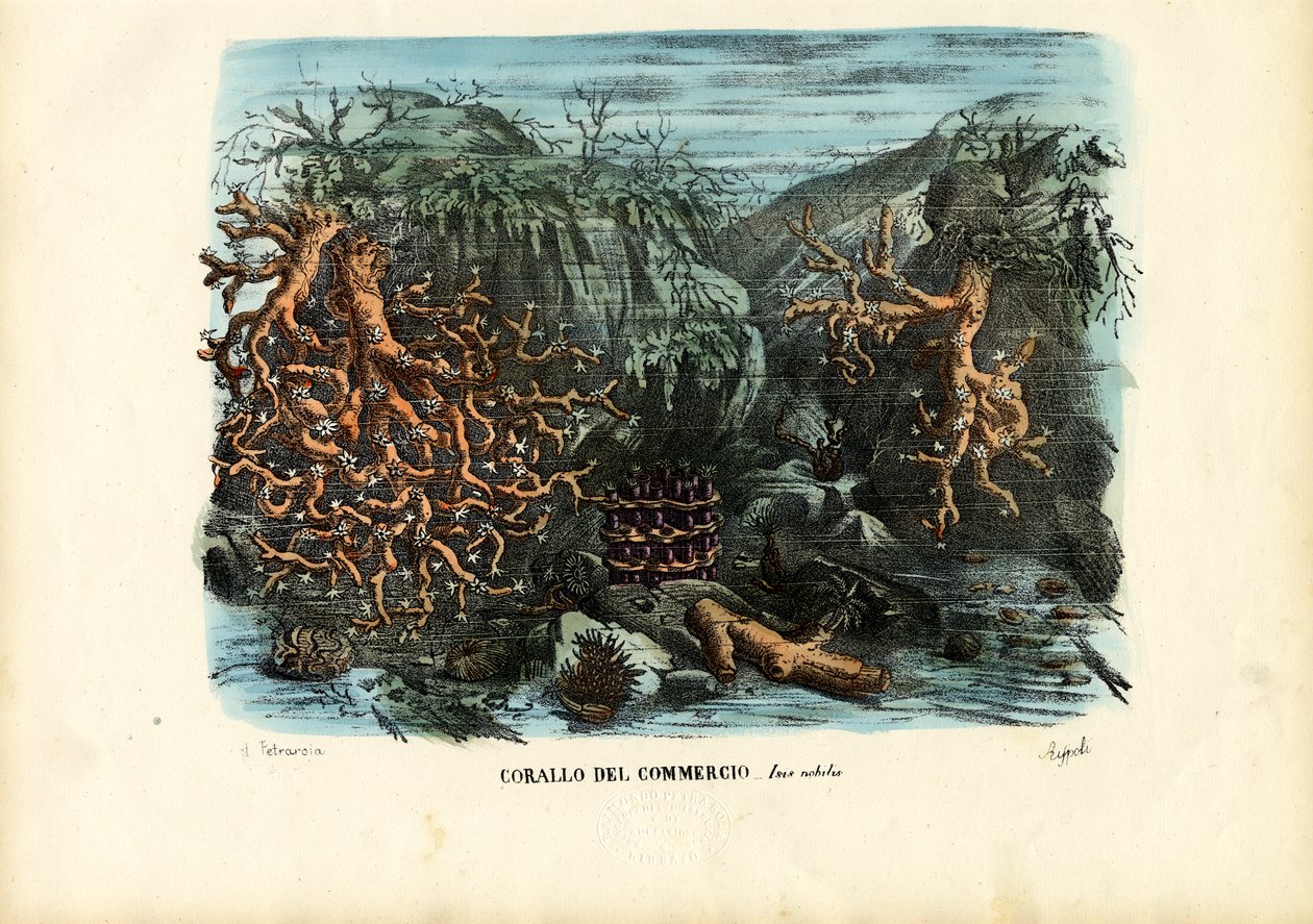 Corales, 1863-79 de Raimundo Petraroja