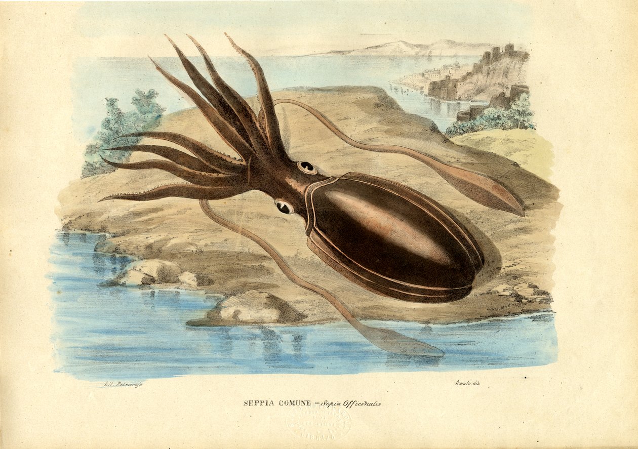 Sepia, 1863-79 de Raimundo Petraroja