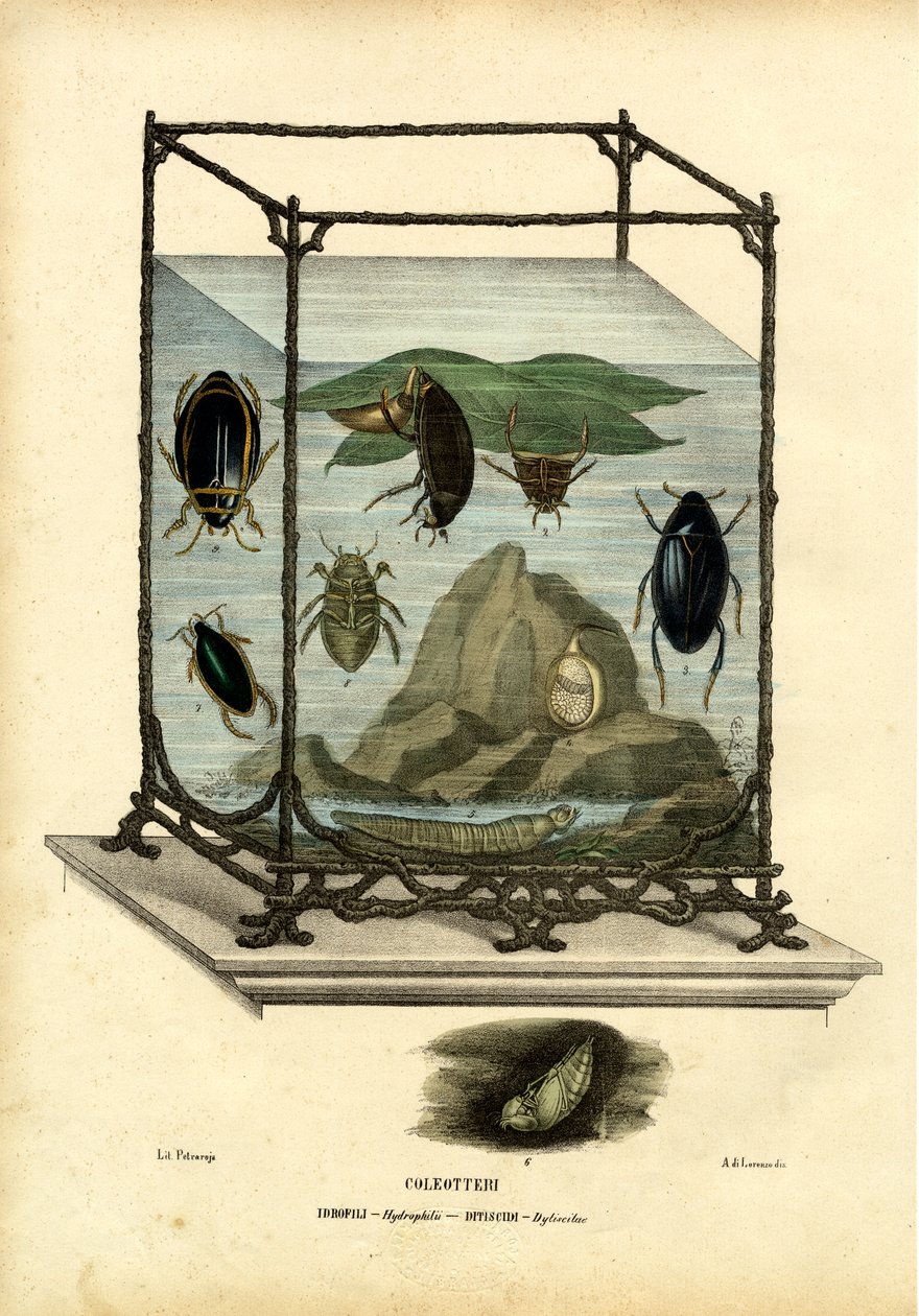 Escarabajos buceadores y de agua, 1863-79 de Raimundo Petraroja
