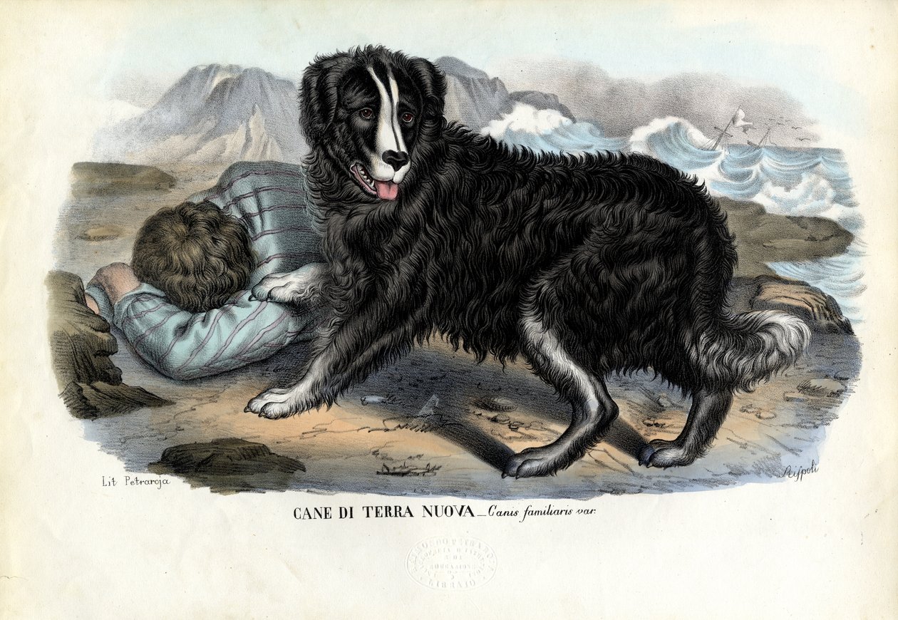 Perros, 1863-79 de Raimundo Petraroja
