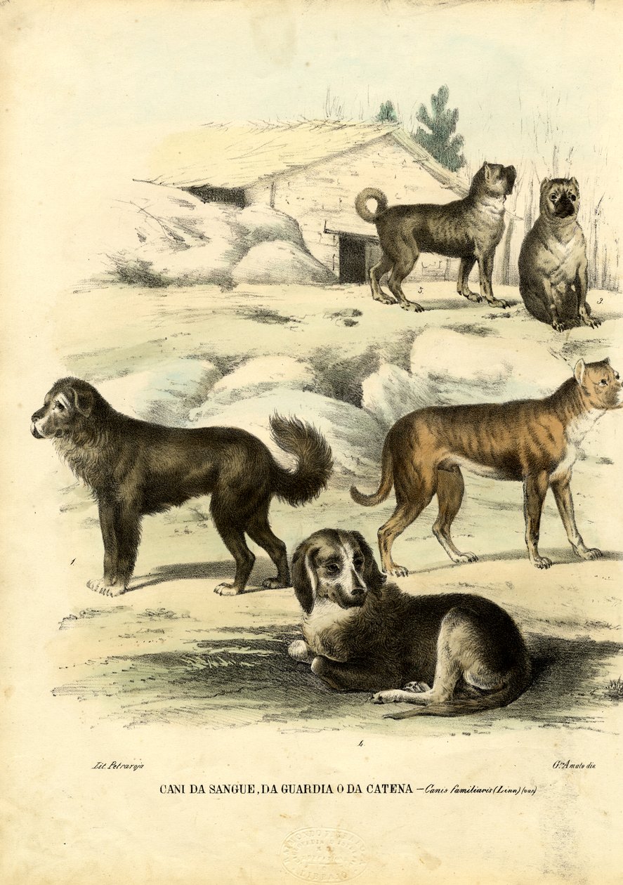 Perros, 1863-79 de Raimundo Petraroja
