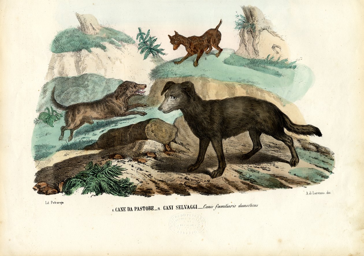 Perros de Raimundo Petraroja