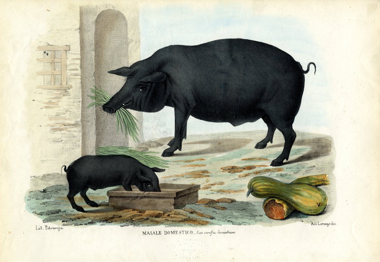 Cerdo doméstico, 1863-79 de Raimundo Petraroja