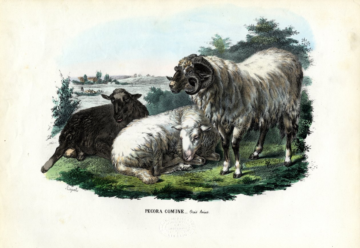 Ovejas domésticas, 1863-79 de Raimundo Petraroja