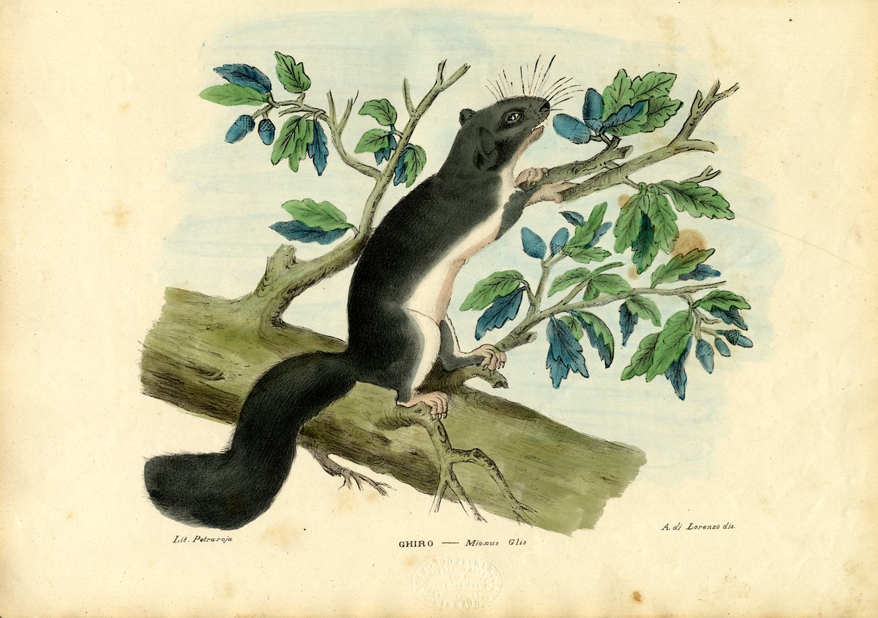 Lirón comestible, 1863-79 de Raimundo Petraroja
