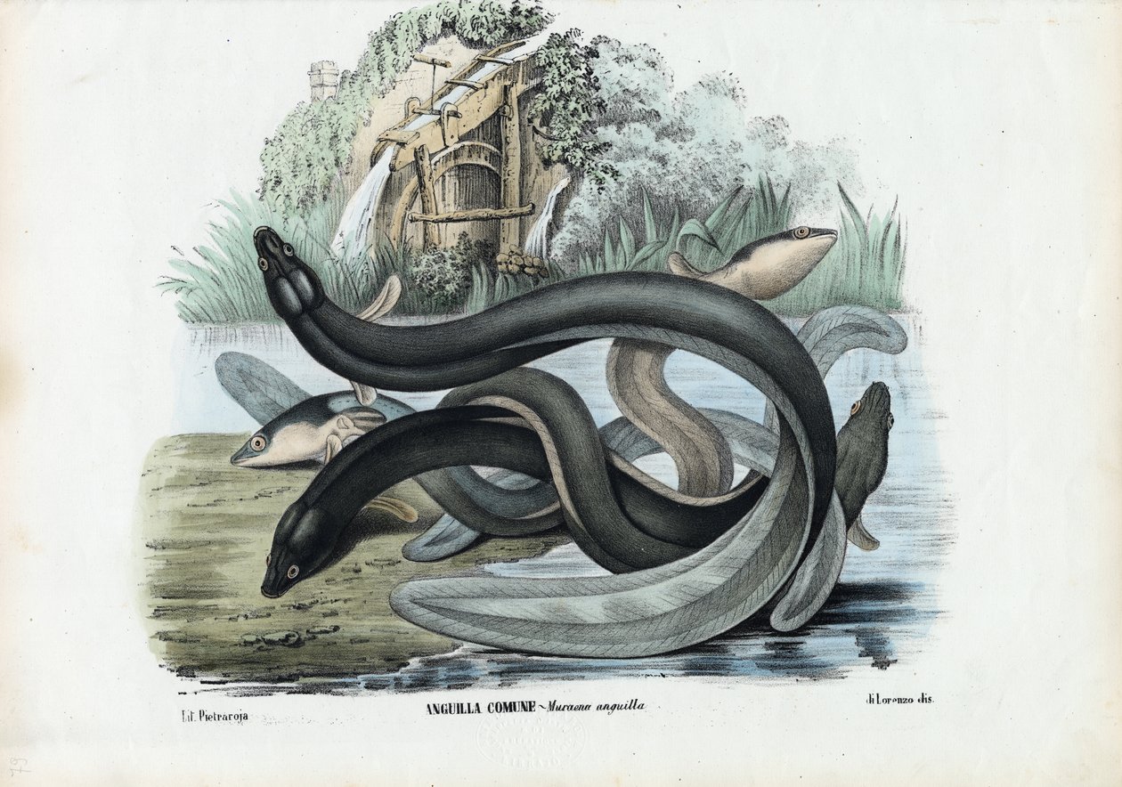 Anguila, 1863-79 de Raimundo Petraroja