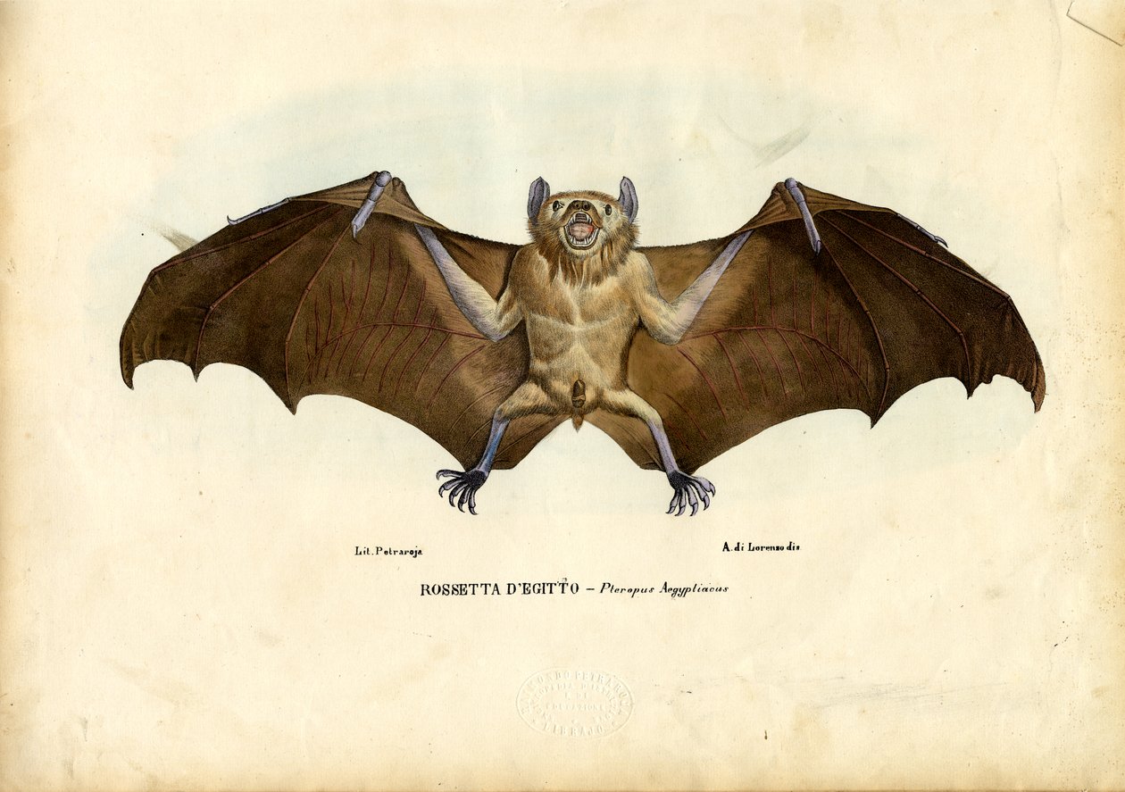 Murciélago frugívoro egipcio, 1863-79 de Raimundo Petraroja