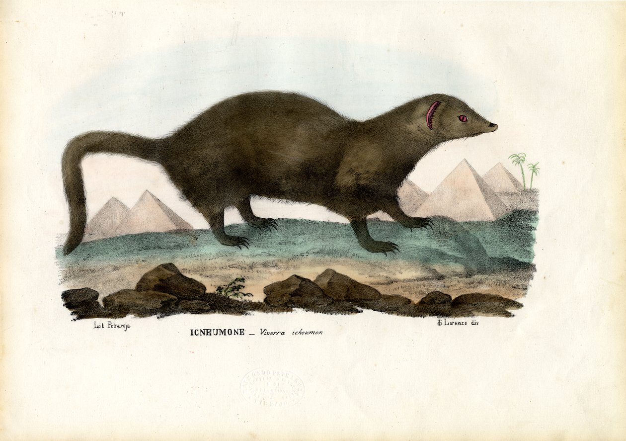 Mangosta Egipcia, 1863-79 de Raimundo Petraroja