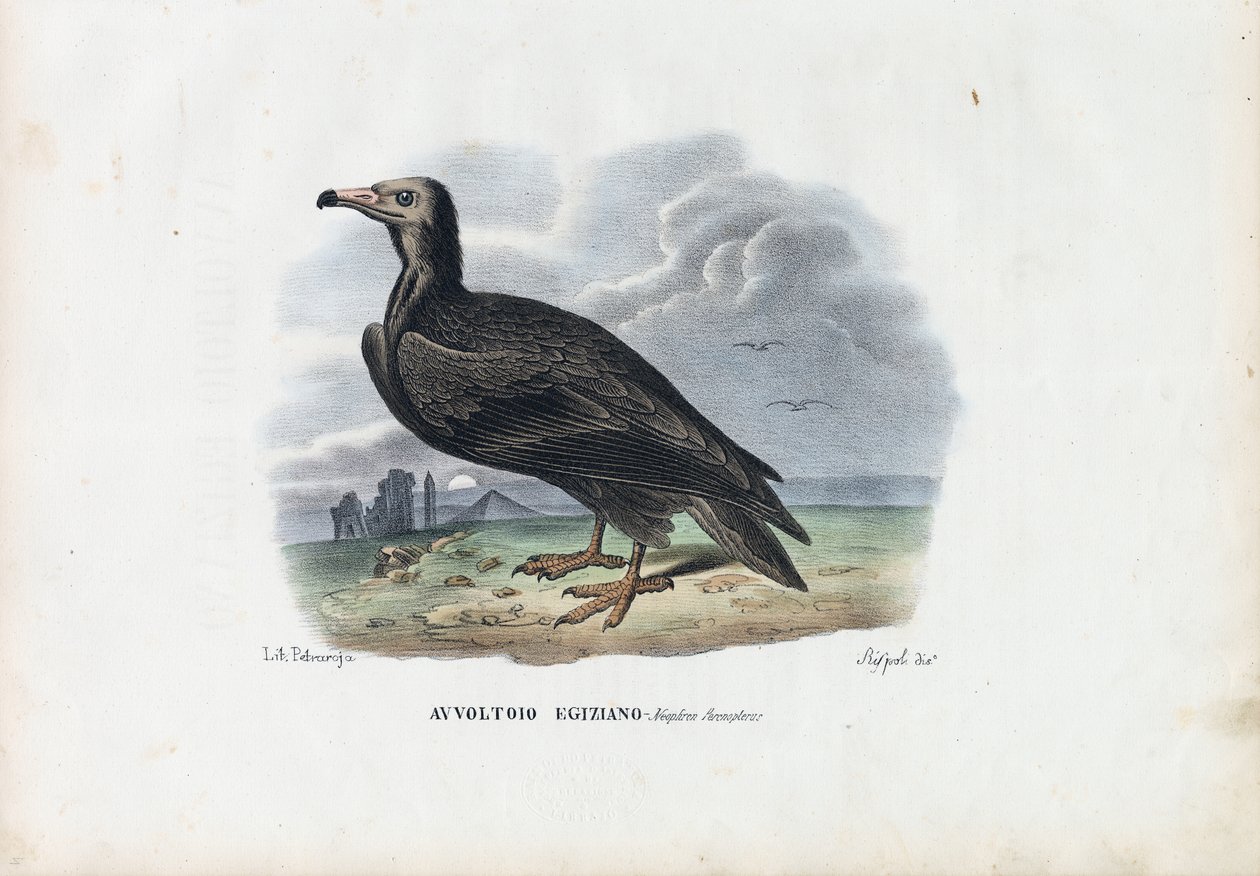 Buitre egipcio, 1863-79 de Raimundo Petraroja