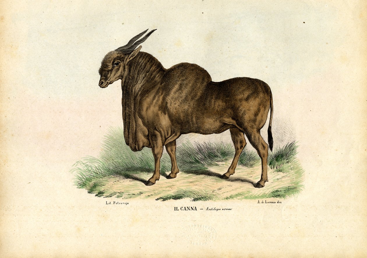 Eland, 1863-79 de Raimundo Petraroja