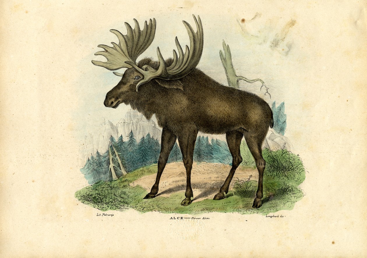 Alce, 1863-79 de Raimundo Petraroja