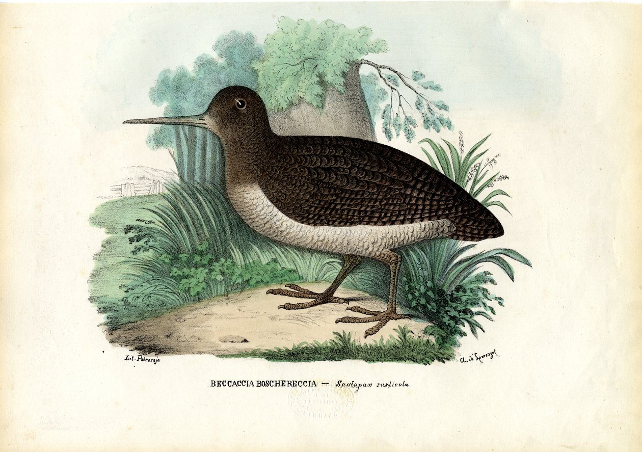 Chocha perdiz euroasiática, 1863-79 de Raimundo Petraroja
