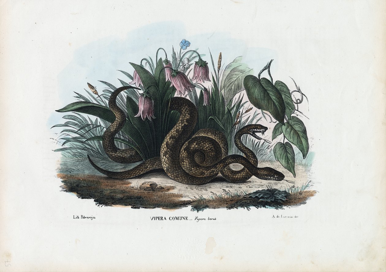 Víbora Europea, 1863-79 de Raimundo Petraroja