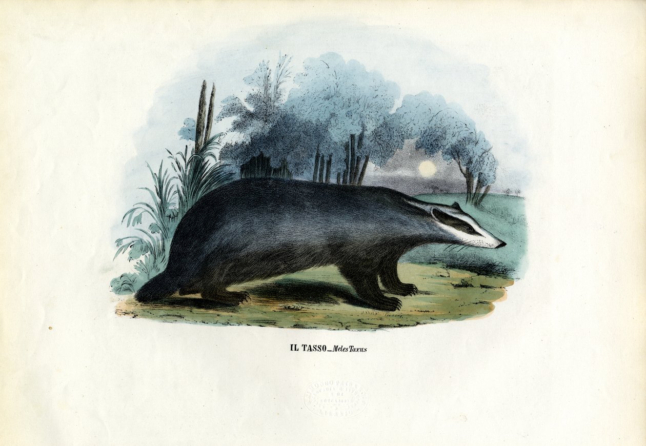 Tejón europeo, 1863-79 de Raimundo Petraroja