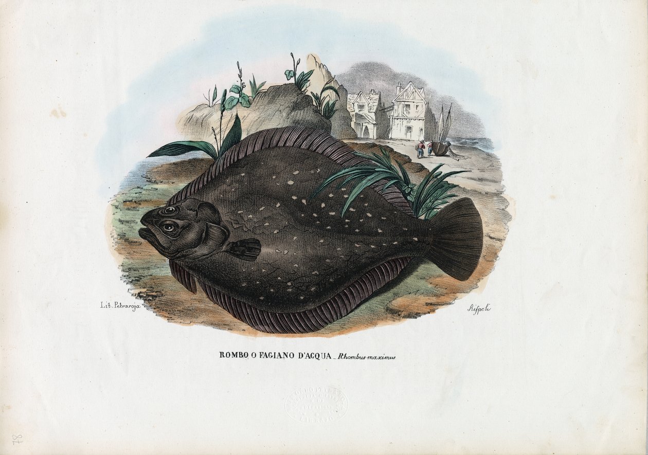 Platija europea, 1863-79 de Raimundo Petraroja