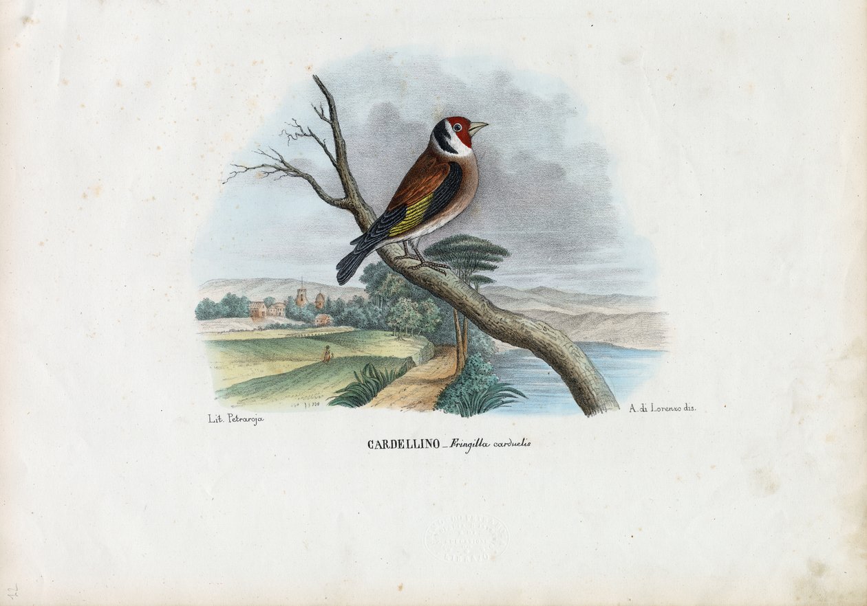 Jilguero Europeo, 1863-79 de Raimundo Petraroja