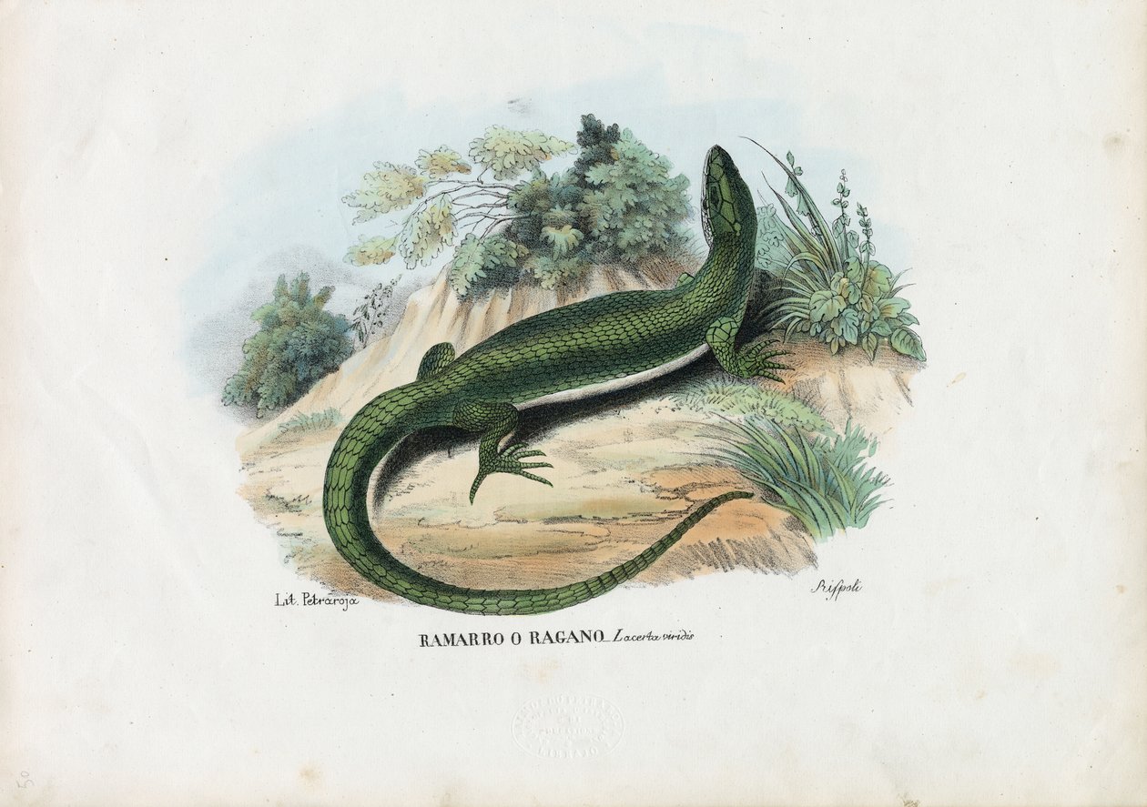 Lagarto verde europeo, 1863-79 de Raimundo Petraroja
