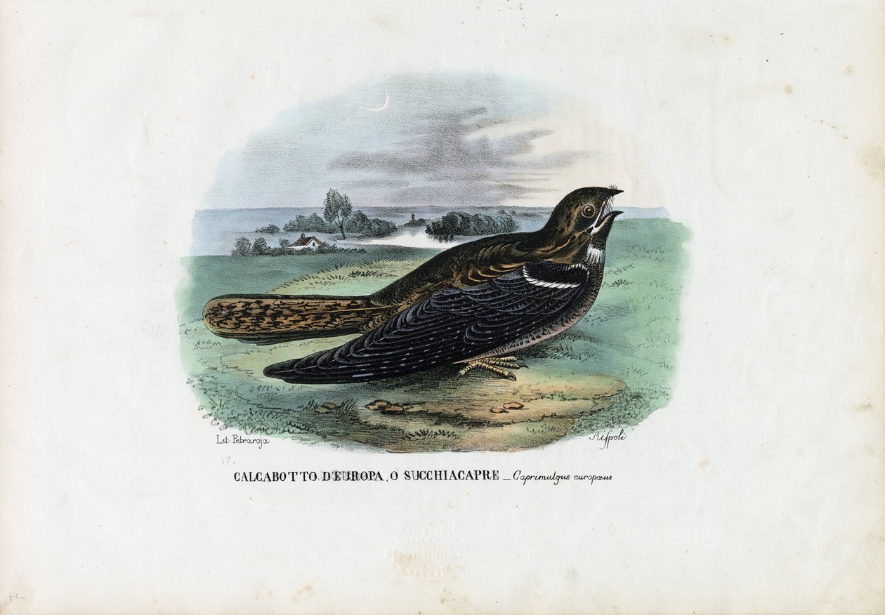 Chotacabras europeo, 1863-79 de Raimundo Petraroja