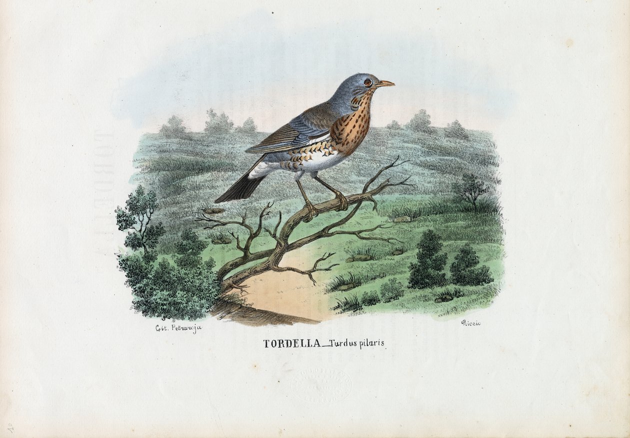 Zorzal real, 1863-79 de Raimundo Petraroja