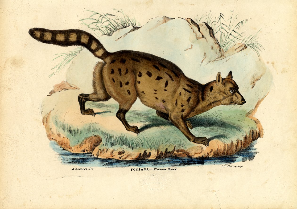 Fossa de Raimundo Petraroja