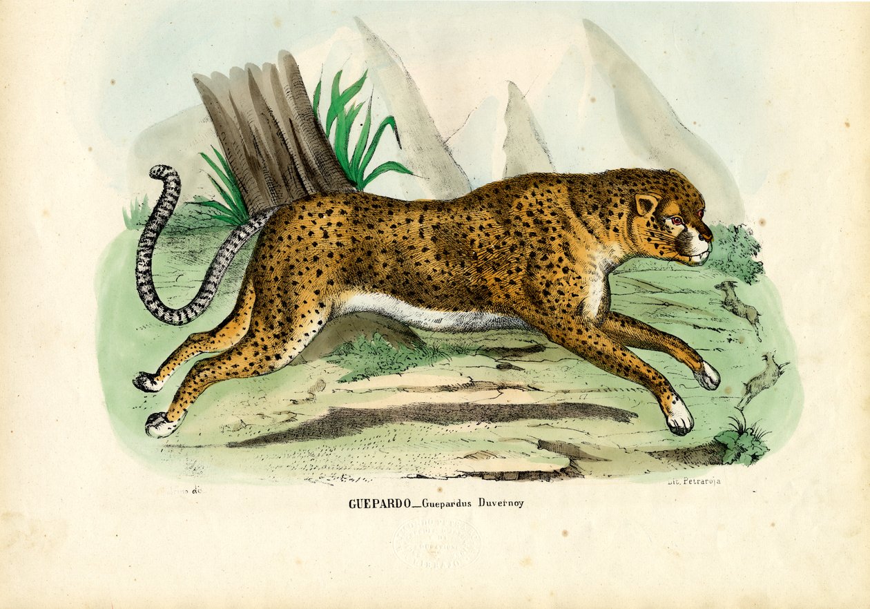 Guepardo, 1863-79 de Raimundo Petraroja