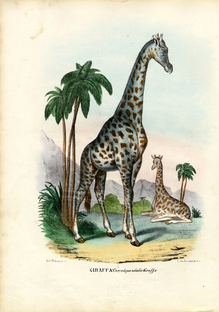 Jirafa, 1863-79 de Raimundo Petraroja