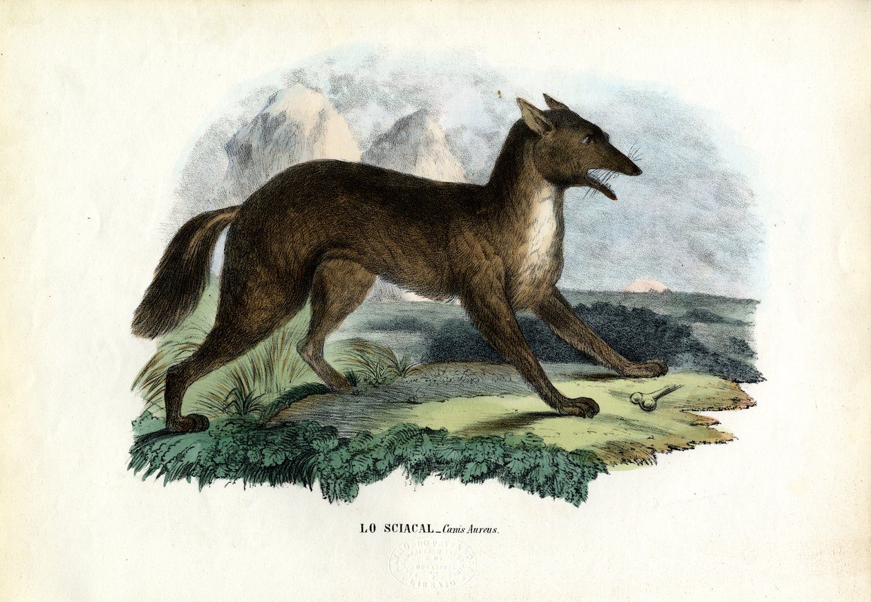 Chacal dorado, 1863-79 de Raimundo Petraroja