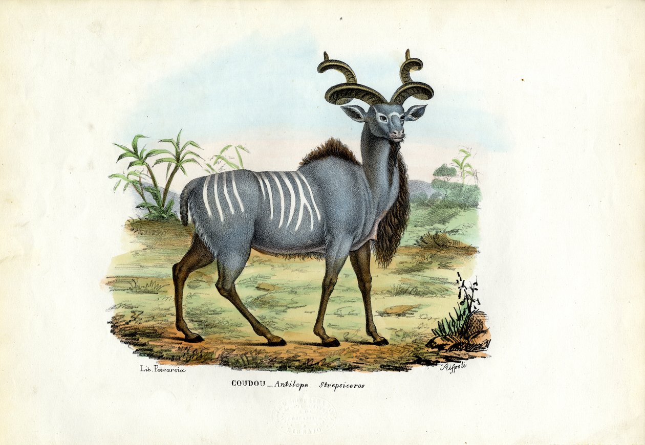 Kudu Mayor, 1863-79 de Raimundo Petraroja