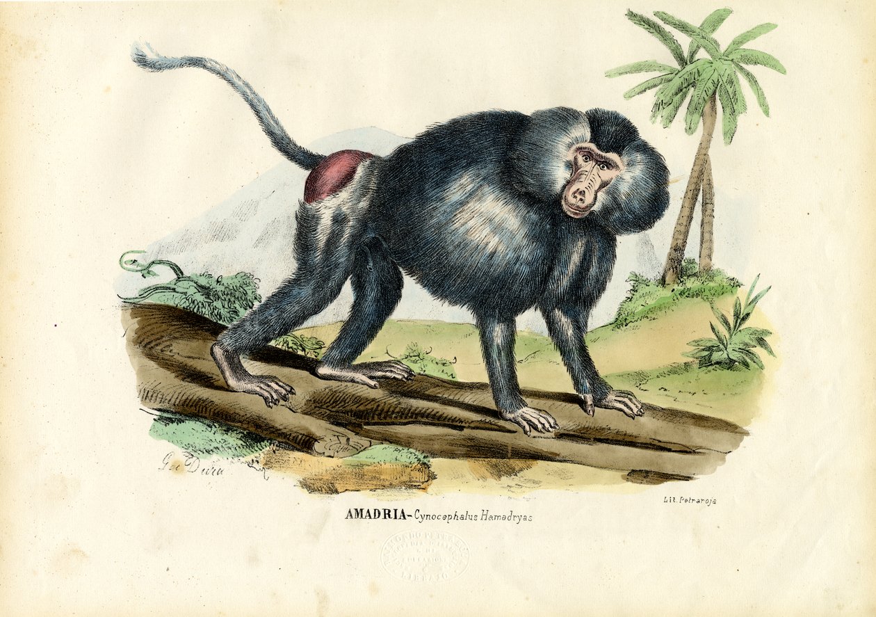 Babuino gris, 1863-79 de Raimundo Petraroja