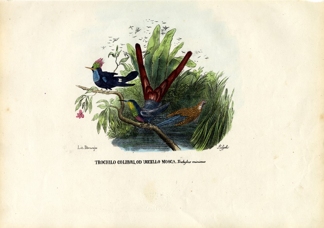 Colibríes, 1863-79 de Raimundo Petraroja