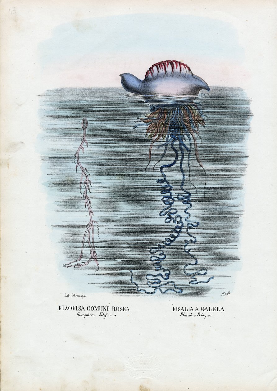 Medusa, 1863-79 de Raimundo Petraroja