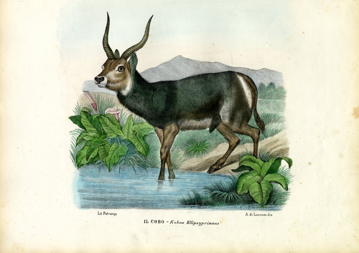 Kob, 1863-79 de Raimundo Petraroja