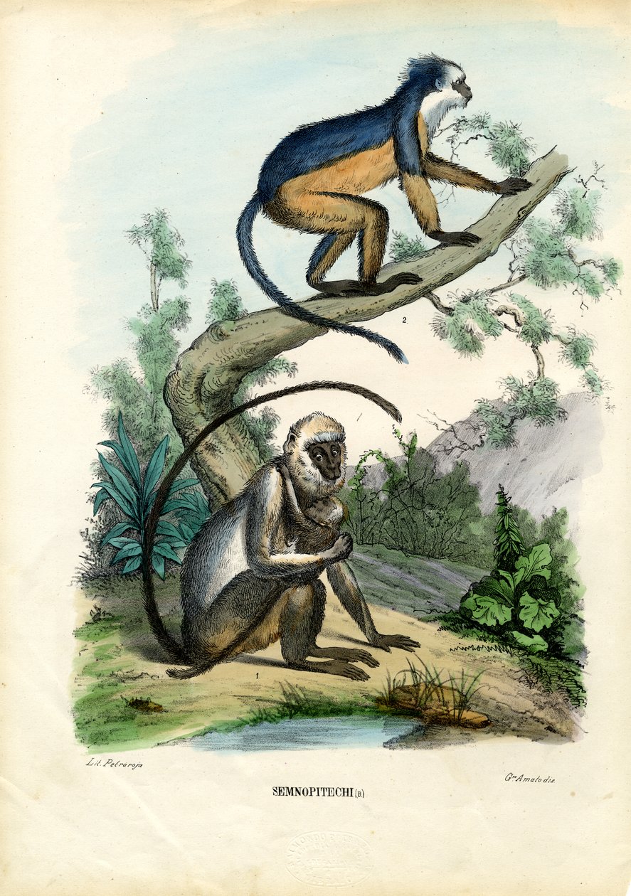 Langures, 1863-79 de Raimundo Petraroja