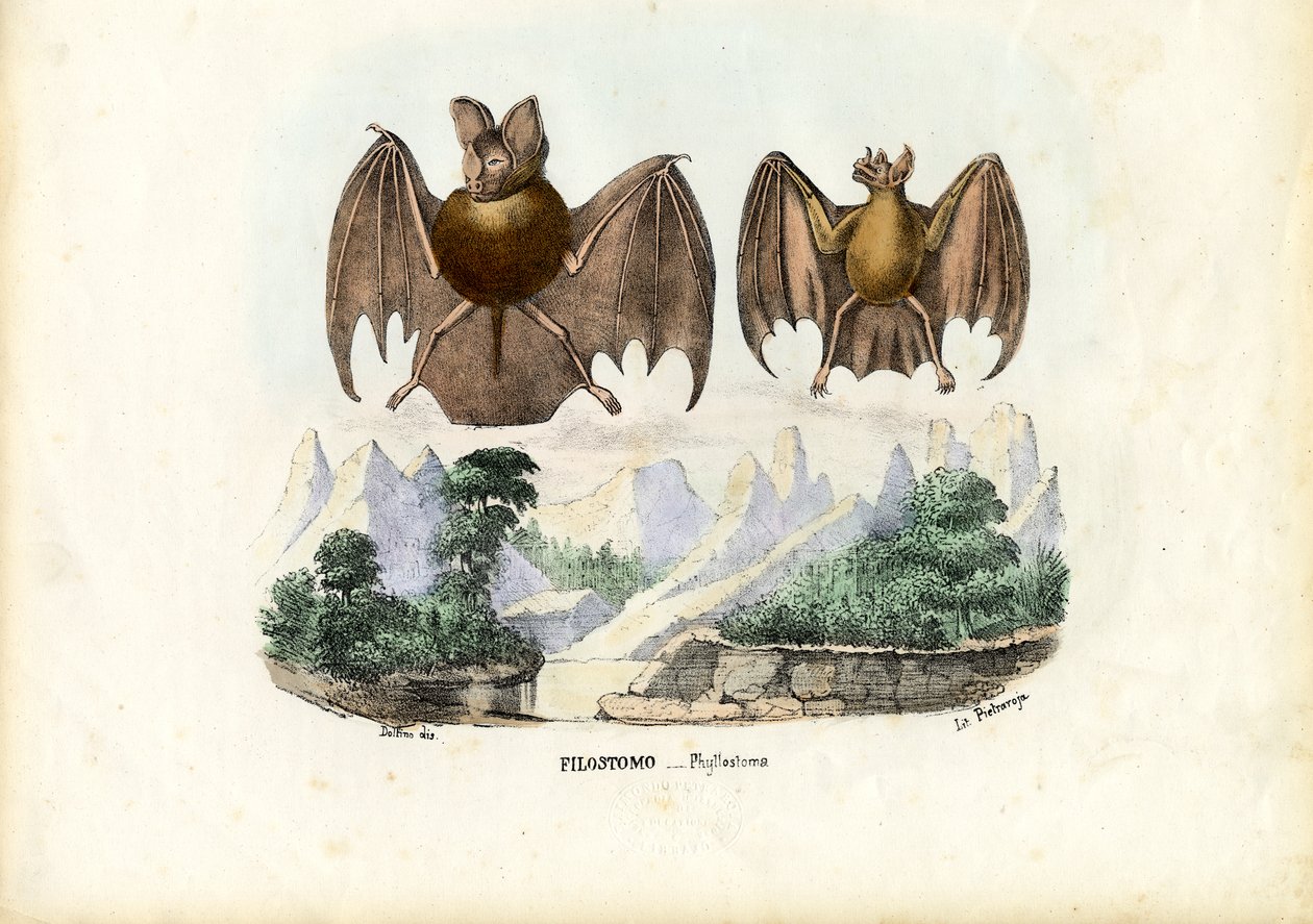 Murciélagos de nariz de hoja, 1863-79 de Raimundo Petraroja