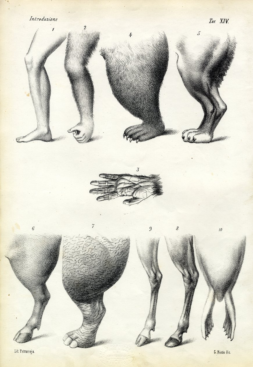 Piernas, 1863-79 de Raimundo Petraroja
