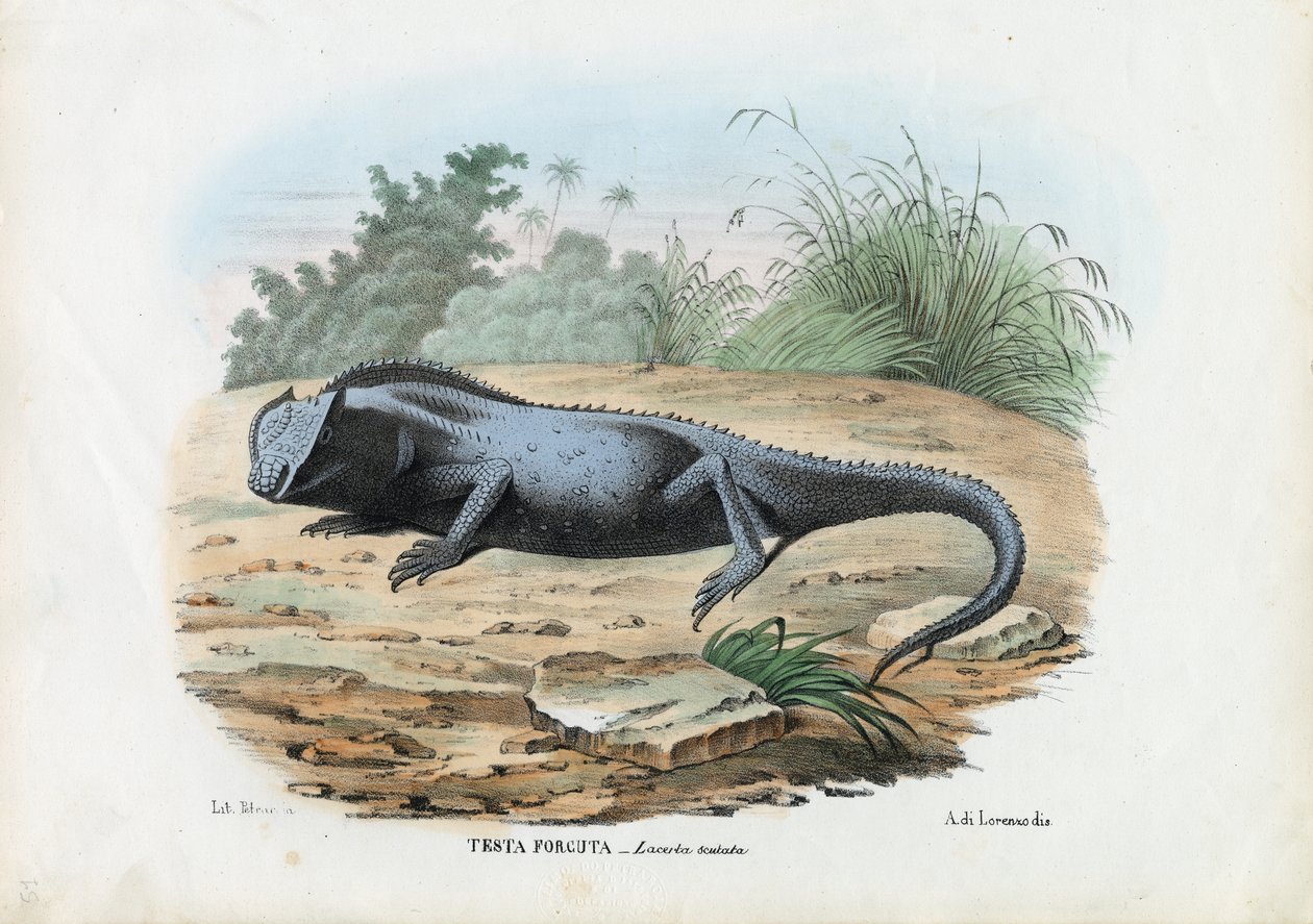 Lagarto, 1863-79 de Raimundo Petraroja