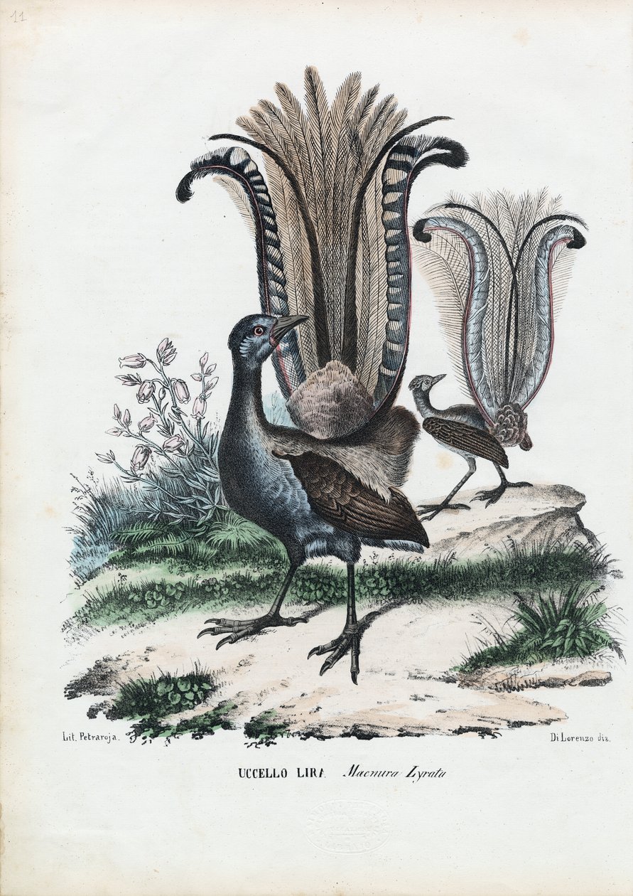 Ave lira, 1863-79 de Raimundo Petraroja