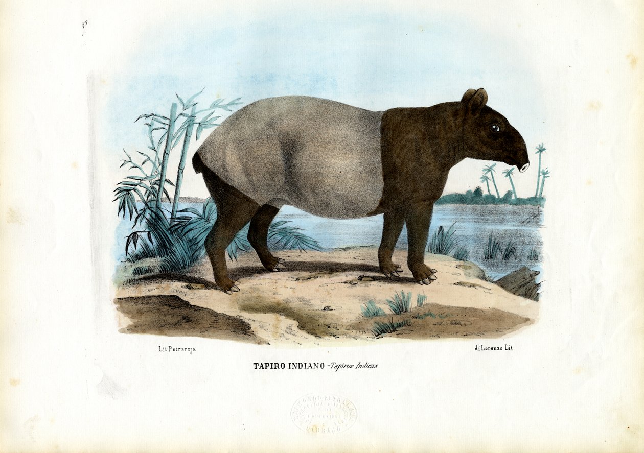 Tapir malayo, 1863-79 de Raimundo Petraroja