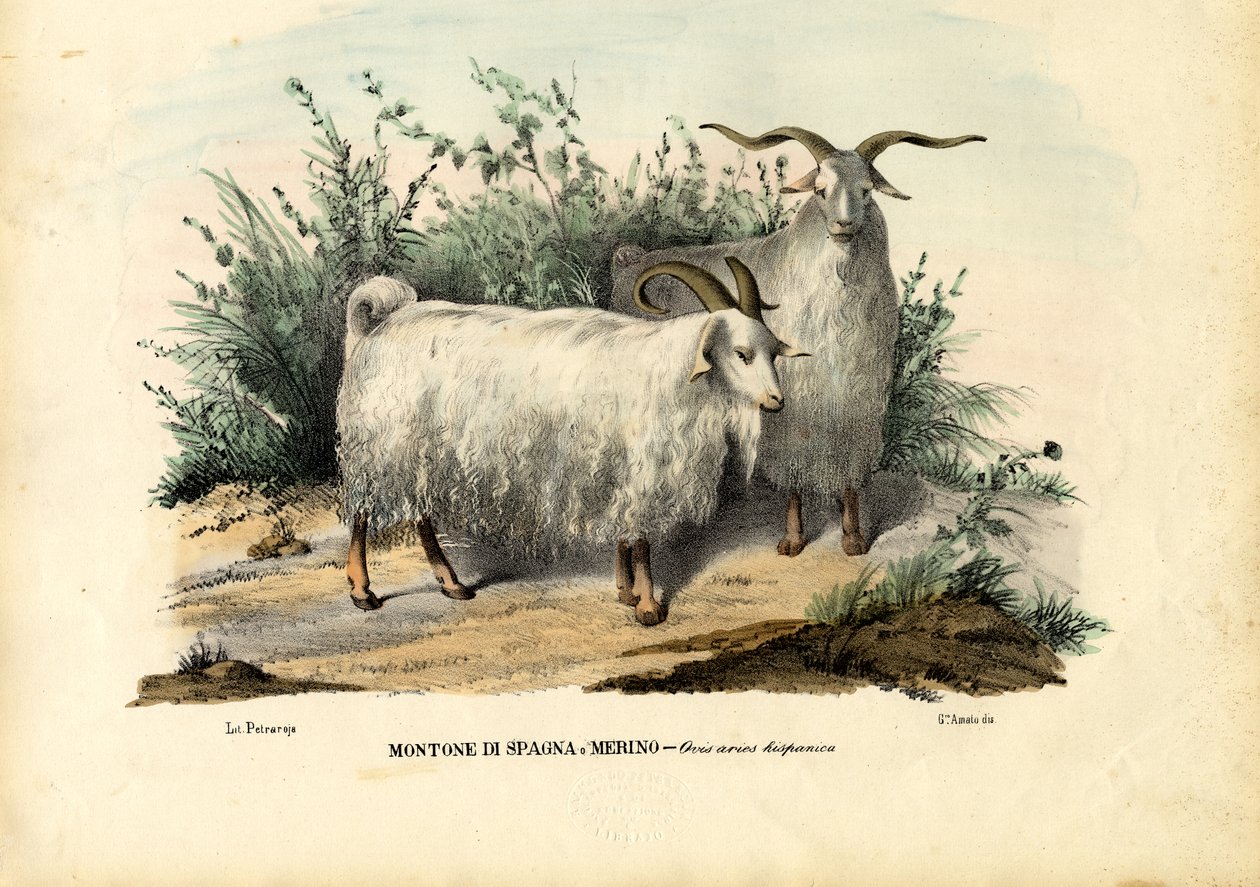 Ovejas Merinas, 1863-79 de Raimundo Petraroja