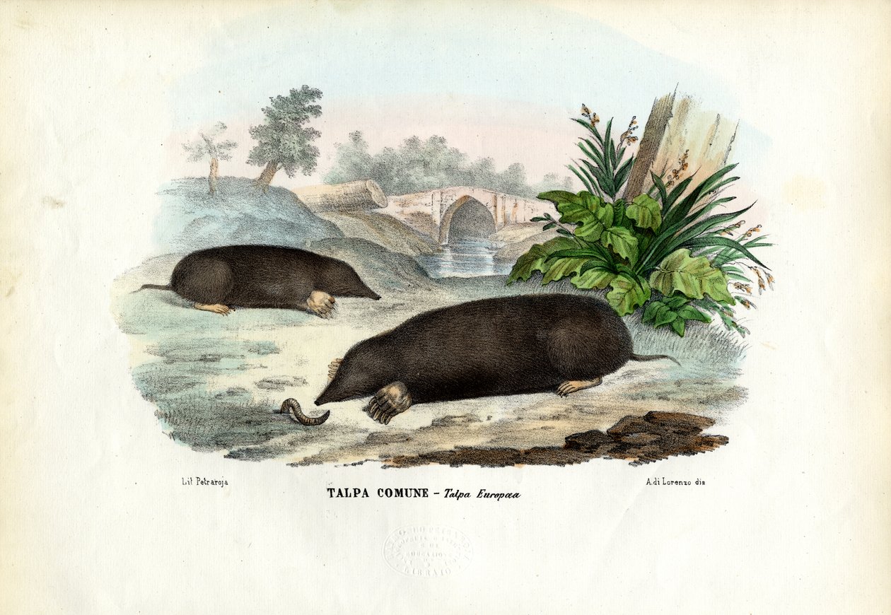 Topo, 1863-79 de Raimundo Petraroja