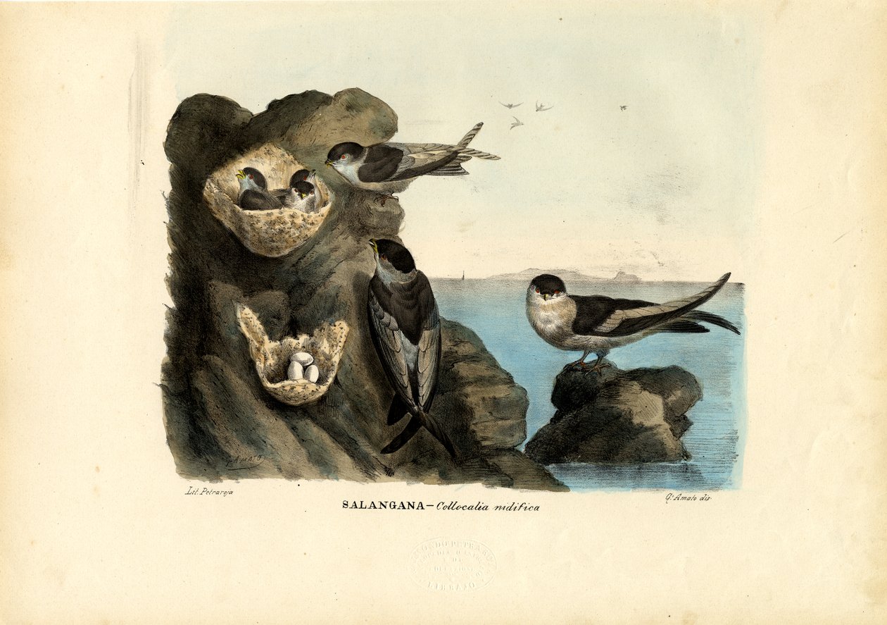 Vencejo de nido musgoso, 1863-79 de Raimundo Petraroja