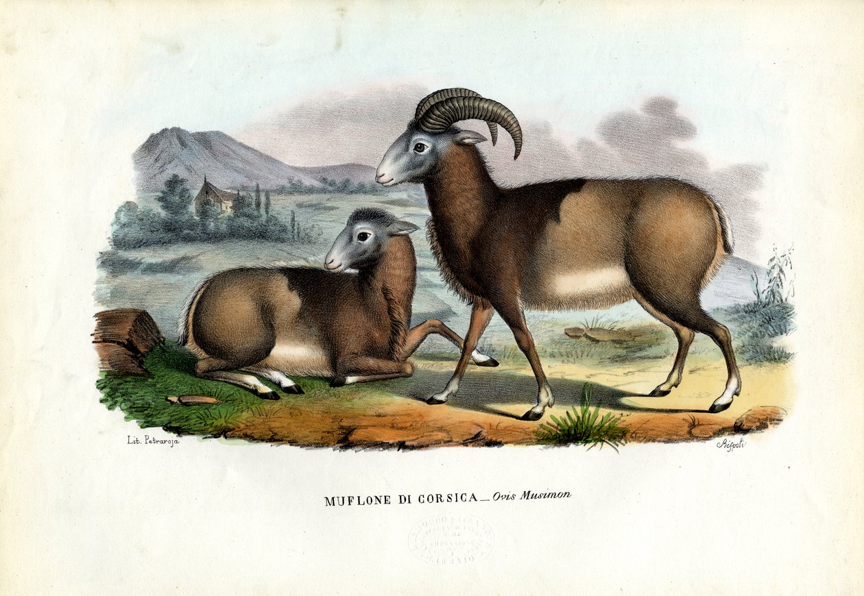 Muflón, 1863-79 de Raimundo Petraroja