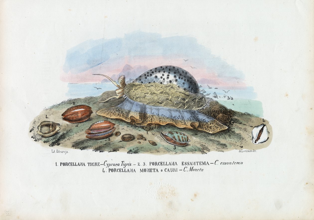 Mejillones, 1863-79 de Raimundo Petraroja